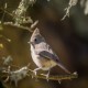 Photo of Oak Titmouse
