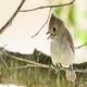 Photo of Oak Titmouse