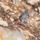 Photo of Juniper Titmouse