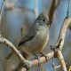 Photo of Juniper Titmouse