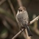 Photo of Bushtit