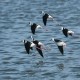 Photo of Pied Stilt