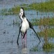 Photo of Pied Stilt