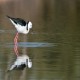 Photo of Pied Stilt