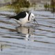 Photo of Pied Stilt