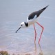 Photo of Pied Stilt