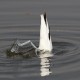 Photo of Pied Avocet