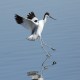 Photo of Pied Avocet