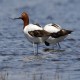 Photo of Red-necked Avocet
