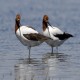 Photo of Red-necked Avocet
