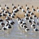 Photo of Red-necked Avocet