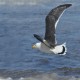 Photo of Pacific Gull