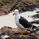 Photo of Pacific Gull