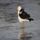 Photo of Pacific Gull
