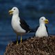 Photo of Pacific Gull