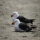 Photo of Pacific Gull