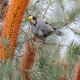 Photo of Noisy Miner