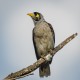 Photo of Noisy Miner