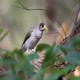 Photo of Noisy Miner