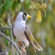 Photo of Noisy Miner