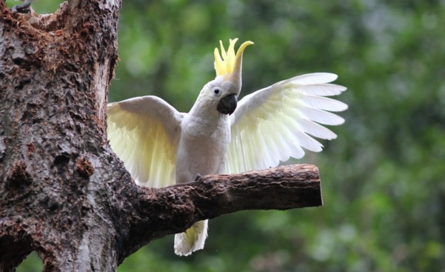 Photo of Yellow-crested Cockatoo