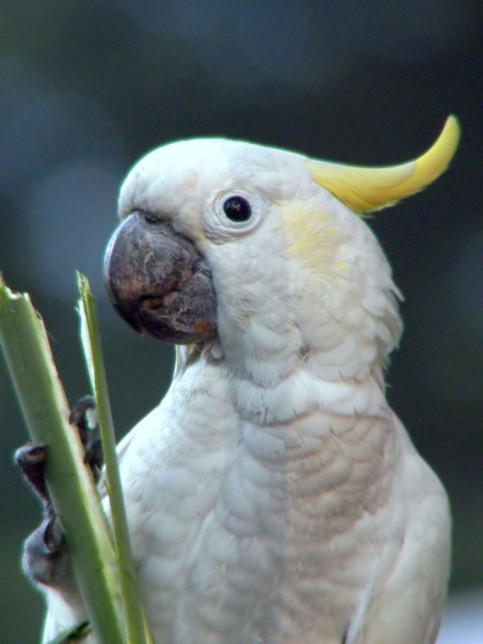 Photo of Yellow-crested Cockatoo