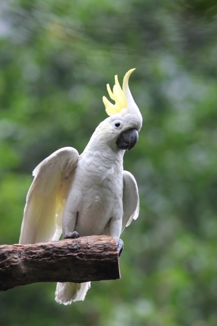 Photo of Yellow-crested Cockatoo
