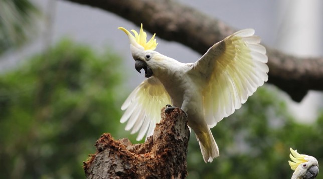 Photo of Yellow-crested Cockatoo