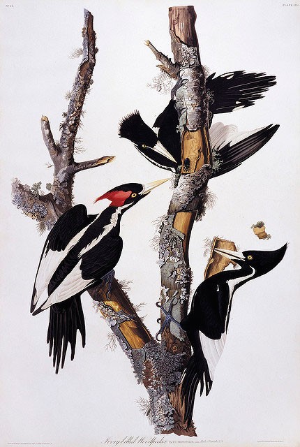 Photo of Ivory-billed Woodpecker