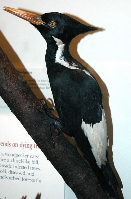 Photo of Ivory-billed Woodpecker