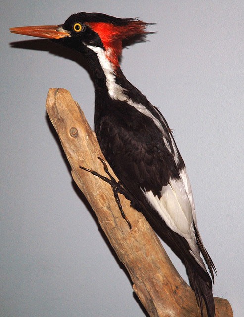 Photo of Ivory-billed Woodpecker