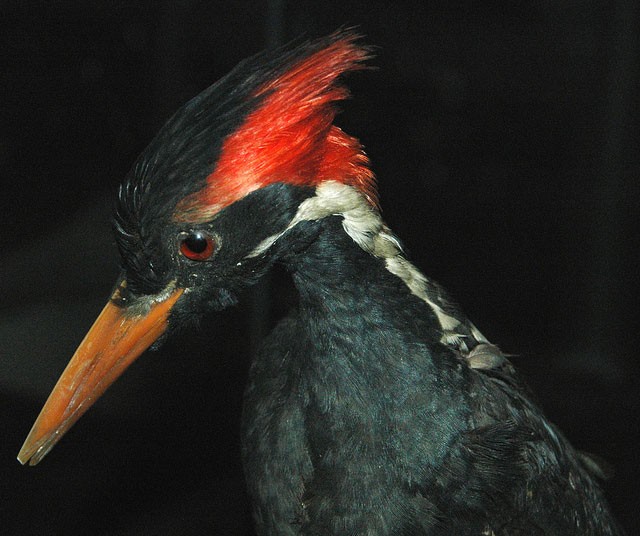 Photo of Ivory-billed Woodpecker