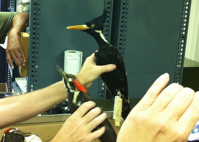 Photo of Ivory-billed Woodpecker
