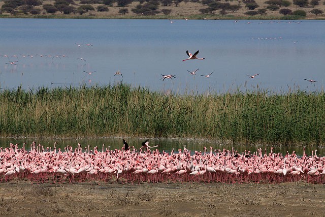 Photo of Greater Flamingo