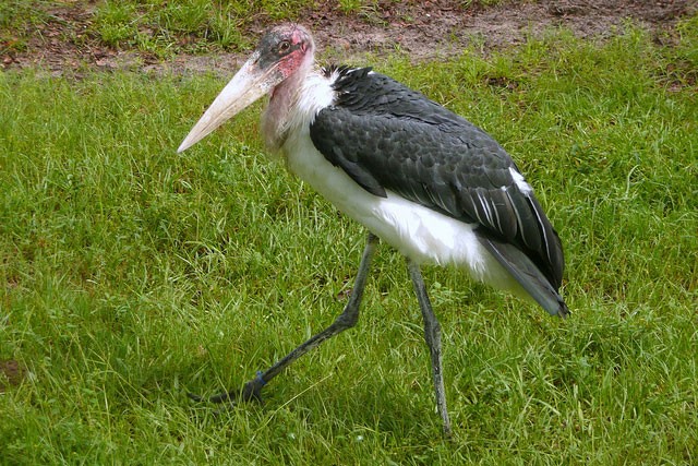 Photo of Marabou Stork
