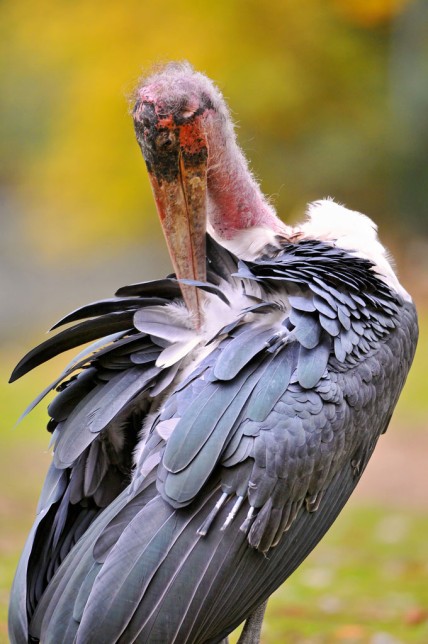 Photo of Marabou Stork