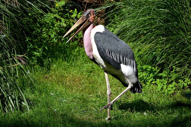Photo of Marabou Stork