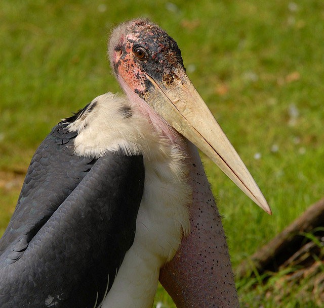 Photo of Marabou Stork