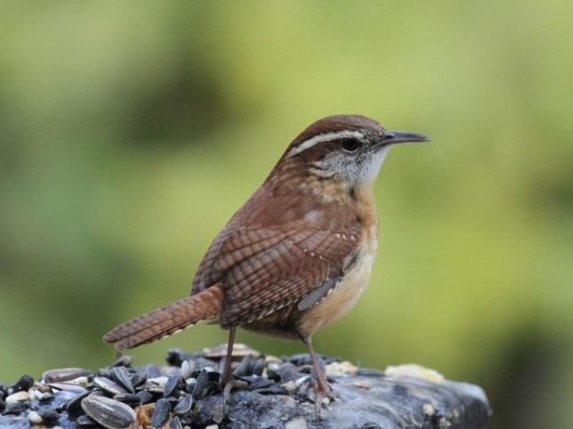 Photo of Carolina Wren