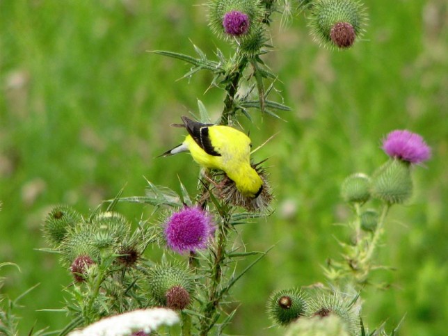 Photo of American Goldfinch