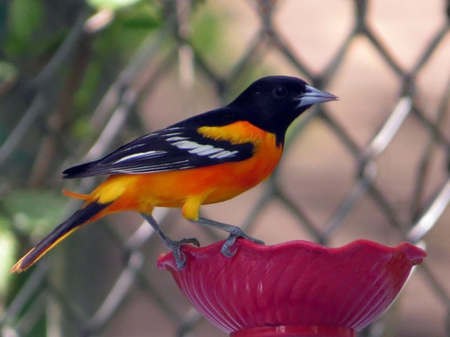 Photo of Baltimore Oriole