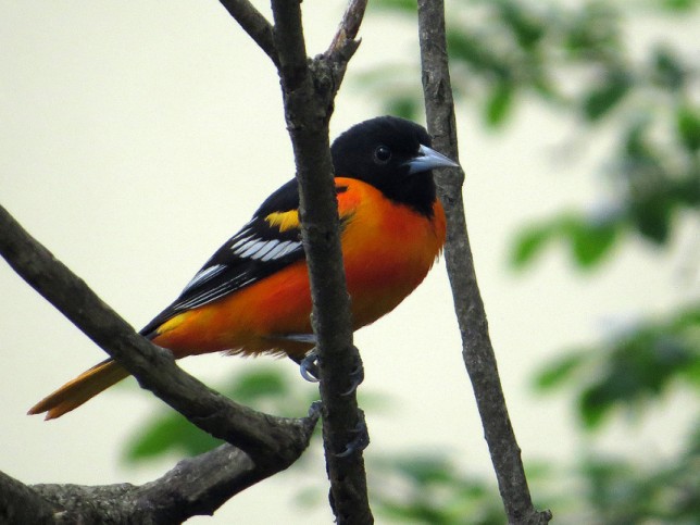 Photo of Baltimore Oriole