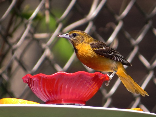 Photo of Baltimore Oriole