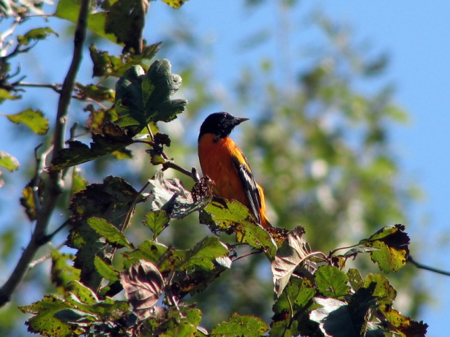 Photo of Baltimore Oriole