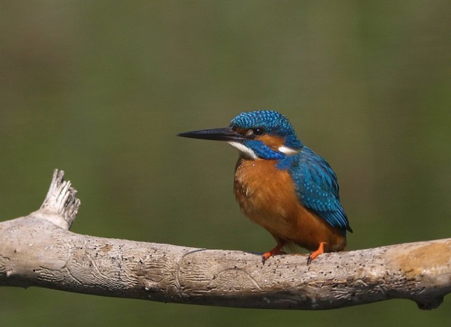 Photo of Common Kingfisher