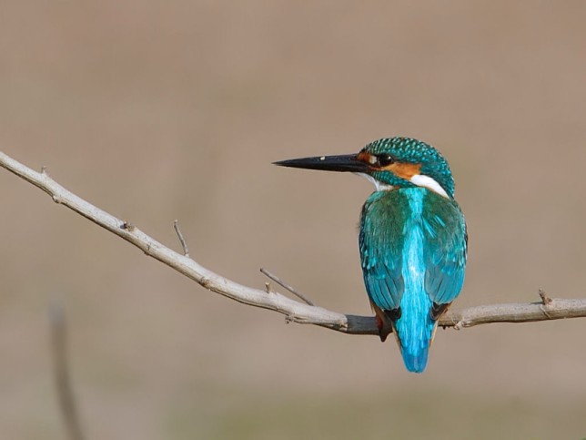 Photo of Common Kingfisher
