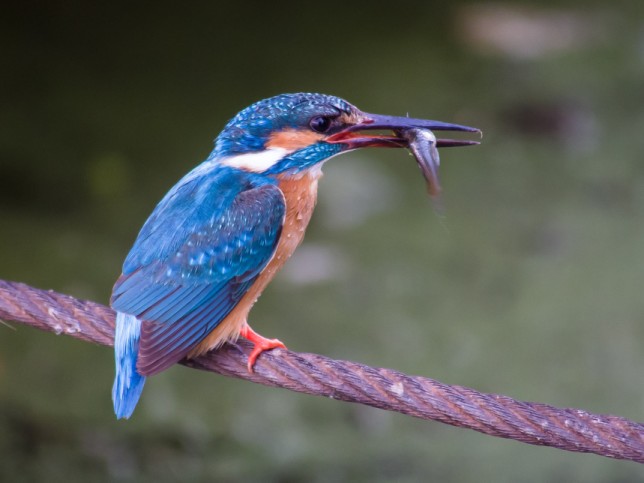 Photo of Common Kingfisher