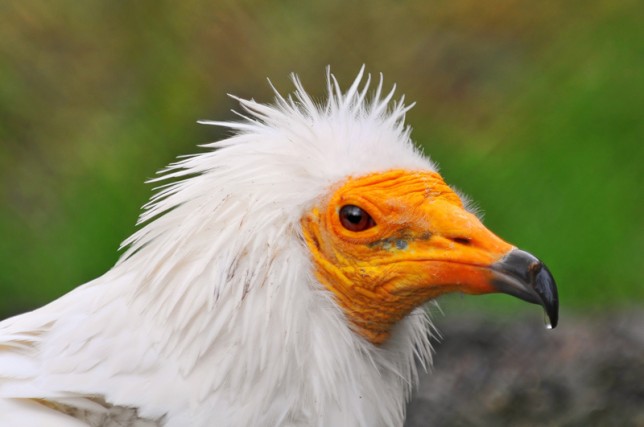 Photo of Egyptian Vulture