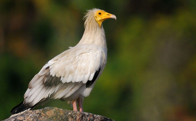 Photo of Egyptian Vulture