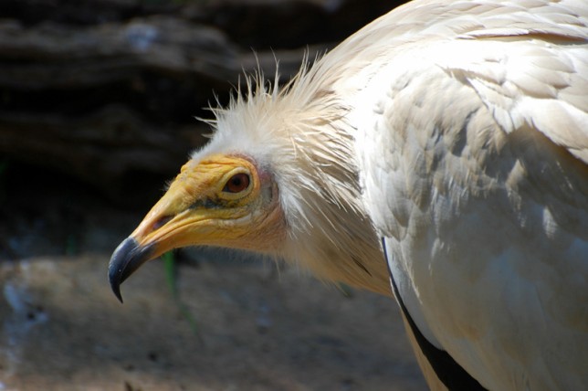 Photo of Egyptian Vulture